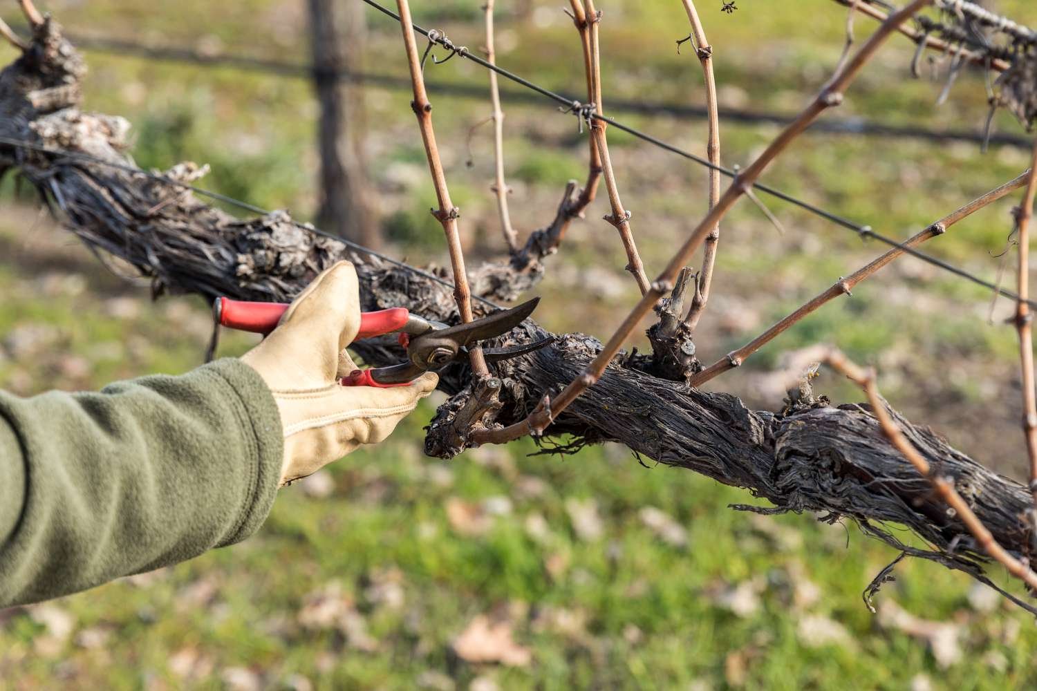 this image shows Grapevine Pruning